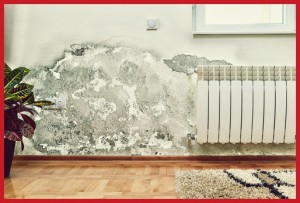Mold remediation Greenville, NC