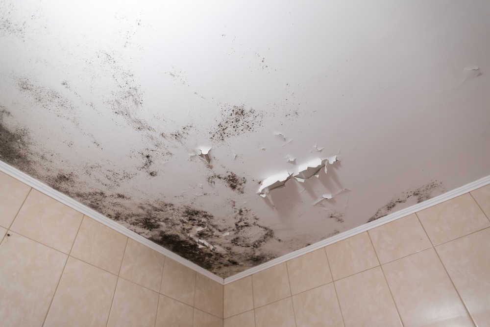 A picture of mold and flaking paint from moisture.